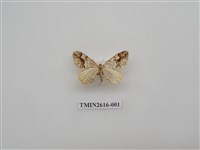 藏品(尺蛾135)的圖片